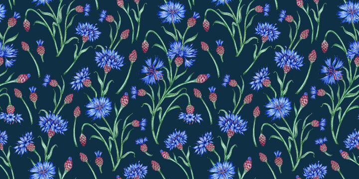 Cornflowers flowers pattern on a dark blue background watercolor illustration. Botanical composition element, isolated. Suitable for cosmetics, aromatherapy, medicine, treatment, care, design,