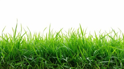 Fototapeta premium Cut green grass field on white background
