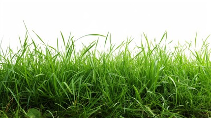 Obraz premium Cut green grass field on white background