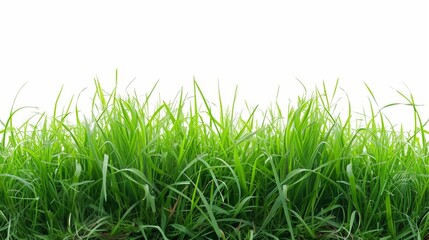 Obraz premium Cut green grass field on white background