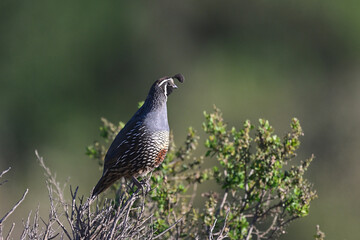 California Quail aka Callipepla californica on a sentry duty
