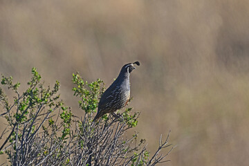 California Quail aka Callipepla californica on a sentry duty