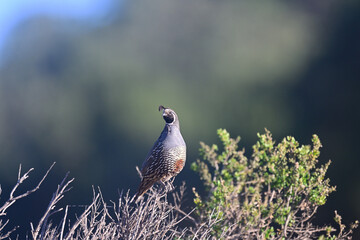 California Quail aka Callipepla californica on a sentry duty