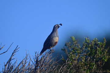 California Quail aka Callipepla californica on a sentry duty