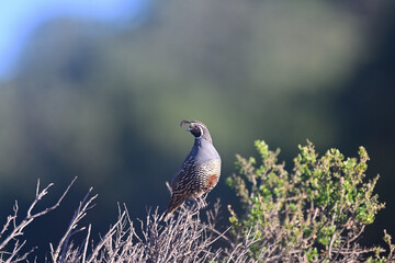 California Quail aka Callipepla californica on a sentry duty