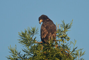 Juvenile Bald Eagle exploring the area outside the nest