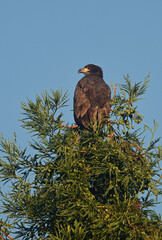 Juvenile Bald Eagle exploring the area outside the nest