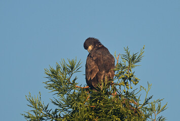 Juvenile Bald Eagle exploring the area outside the nest