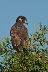 Juvenile Bald Eagle exploring the area outside the nest