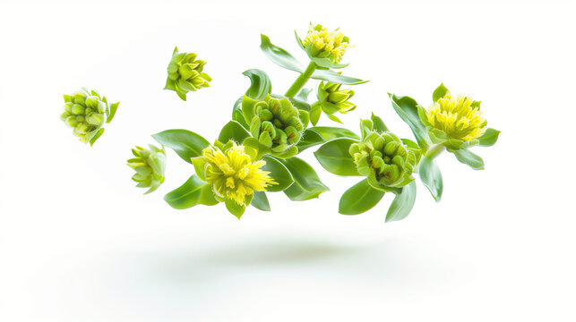 Rhodiola Rosea Extract: Enhancing Skin Beauty and Health Balance, White Background