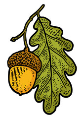 acorn with oak leaf color sketch engraving PNG illustration. T-shirt apparel print design. Scratch board imitation. Black and white hand drawn image. © Oleksandr Pokusai