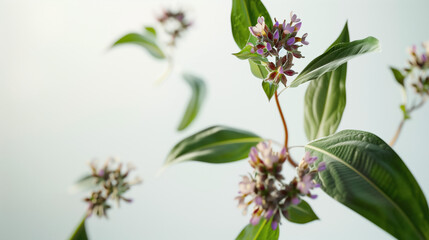 Fototapeta premium Heal and Soothe with Comfrey Root Extract in a Natural Jar, Herbal Remedy Concept on White Background