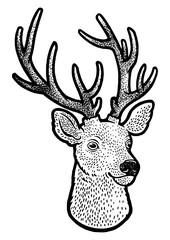 deer head sketch engraving PNG illustration. T-shirt apparel print design. Scratch board imitation. Black and white hand drawn image.