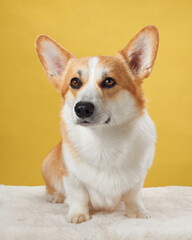 An attentive Pembroke Welsh Corgi dog sits gracefully, with ears perked, on a warm yellow background. The portrait exudes the dog noble character and friendly essence in a cozy studio setting