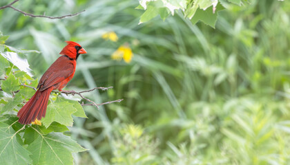 Closeup of a male northern cardinal perched in a tree.