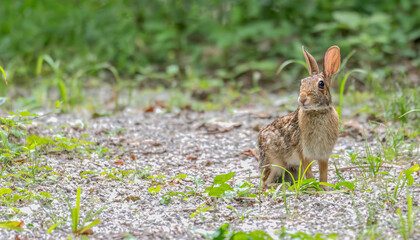 Closeup of a rabbit standing on a hiking trail.