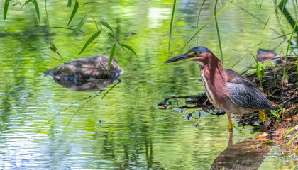 Closeup of a green heron.