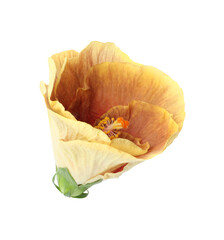 One beautiful hibiscus flower isolated on white © New Africa