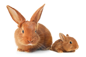Mother rabbit and baby bunny isolated on white