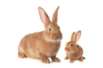 Mother rabbit and baby bunny isolated on white