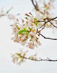 Cherry Blossom Branch
