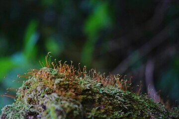 Close-Up of Moss and Sporophytes