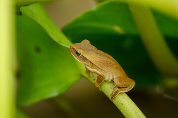 Montevideo tree frog (Boana pulchella) on a camalote in the Parana River in Santa Fe, Argentina.