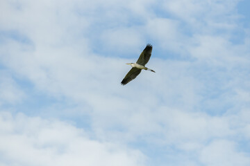 Cocoi heron (Ardea cocoi) flying with wings fully spread north of Santa Fe, Argentina.