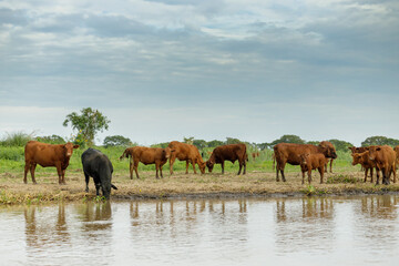 Herd of Creole cows on the banks of the Parana River in Santa Fe, Argentina.