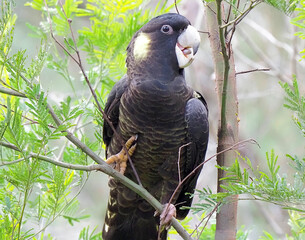 Black Cockatoo