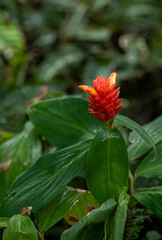 Budding Red Torch Ginger Blossom with a Green Background.