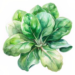 Obraz premium Top view of a watercolor bunch of fresh spinach isolated on white background.