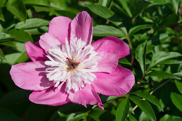 バイカラーの優美な芍薬