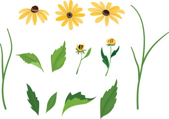 flower and leaf elements, rudbeckia flowers, yellow flowers