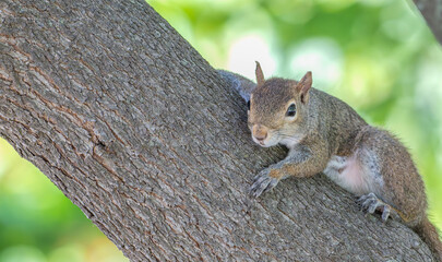 Closeup of a grey squirrel perched in a tree.