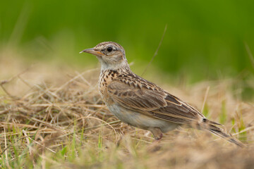 ヒバリが畑に立つ