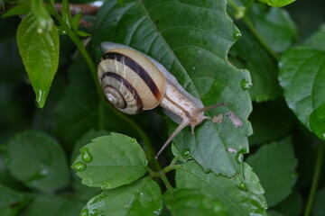 A snail. Snail is the common name for a land-dwelling gastropod that has a shell.