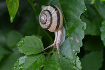A snail. Snail is the common name for a land-dwelling gastropod that has a shell.