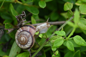 A snail. Snail is the common name for a land-dwelling gastropod that has a shell.