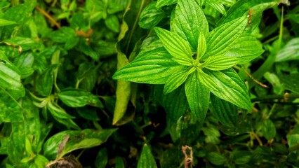 close up of green leaves