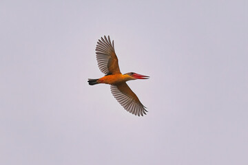 Stork-billed Kingfisher