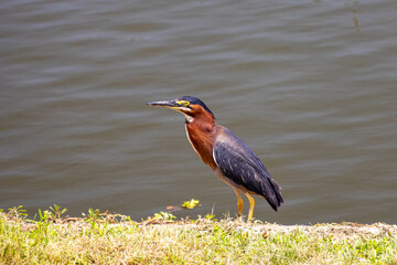 great blue heron