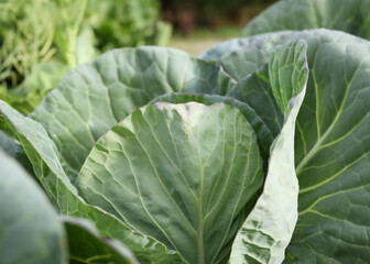 Green cabbage growing in garden. Soon ready to harvest cabbage plant with large green leaves. Lush summer vegetable background. Green, white or dutch cabbage or Brassica oleracea. Selective focus.