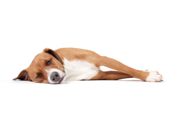 Relaxed dog lying sideways. Tired cute puppy dog with stretched out legs to the side, feeling safe...