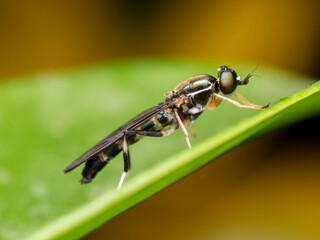 fly on leaf
