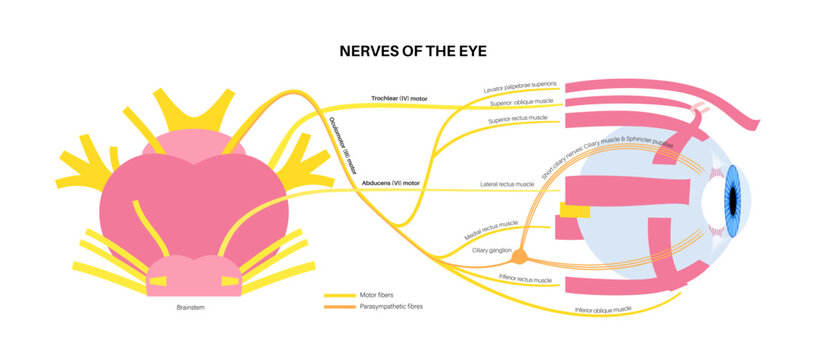 Motor nerves of the eye