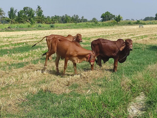 cow in the field in the morning