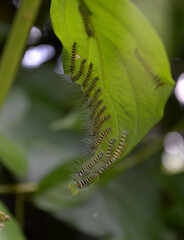 green caterpillar on the leaves
