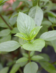 green sweet basil leaves in the garden