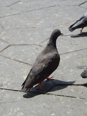 Obraz premium the pigeons are resting on the sidewalk in the city park